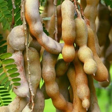 Tamarind