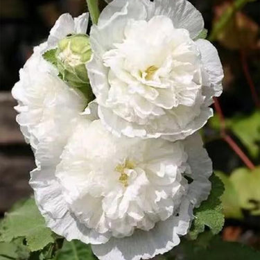 Hollyhock Seeds-Champagne