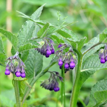 Common / True Comfrey