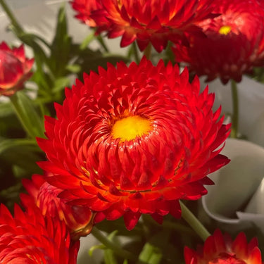 Strawflower Atrococcineum