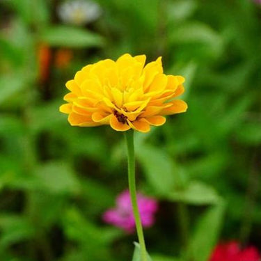 Zinnia Seeds-Old Mexico