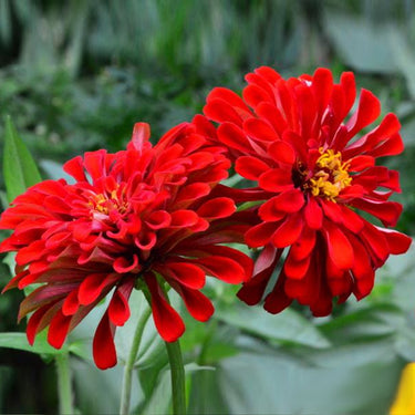 Zinnia Seeds-Spring Rising
