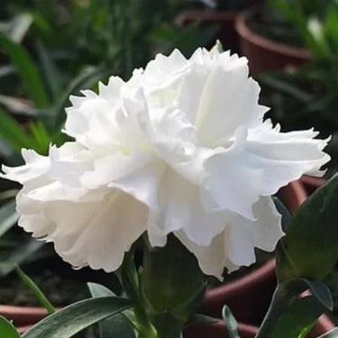 Carnation Seeds-Can Can White