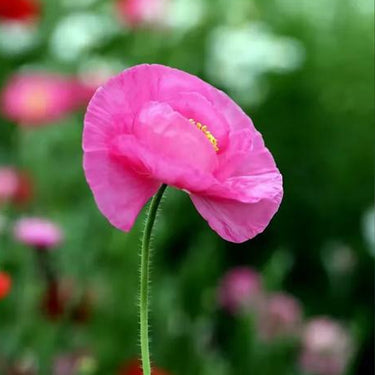 Papaver Rhoeas Seeds-Neon Poppy