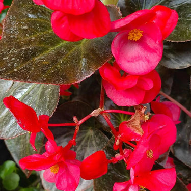 Begonia semperflorens