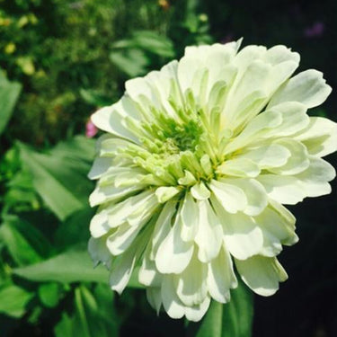 Zinnia Seeds-Zesty White