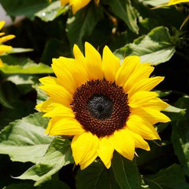 Sunflower Seeds-Pacino