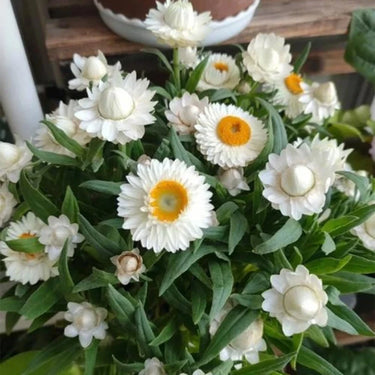 Strawflower Tom Thumb White Seeds