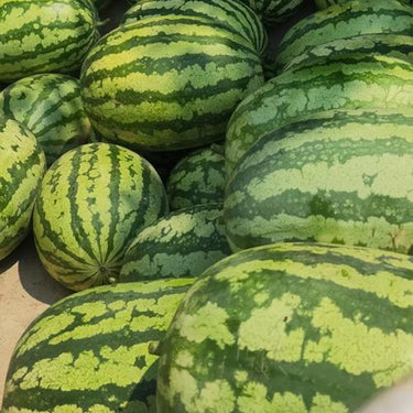Jubilee Watermelon Seeds for Planting