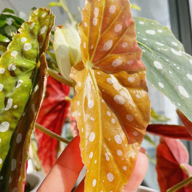 Begonia maculata 'Wightii'
