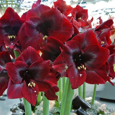 Hippeastrum Seeds-Mandela