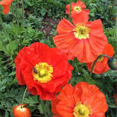 Papaver Rhoeas Seeds-Red Hummingbird Italian Poppy