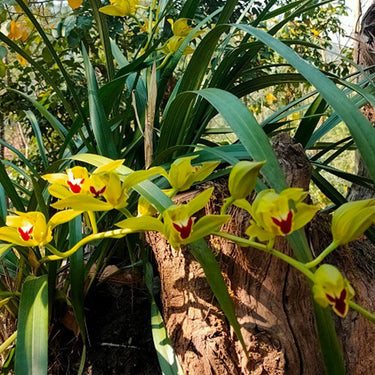 Cymbidium Lowianum