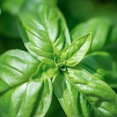 Basil, Pesto Party