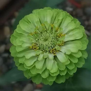 Zinnia Seeds-Queeny Lime