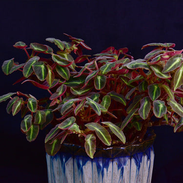Begonia listada