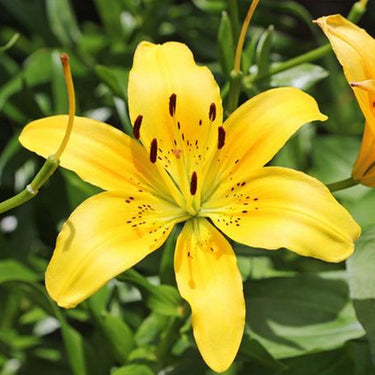 Golden Matrix Asiatic Lily Seeds