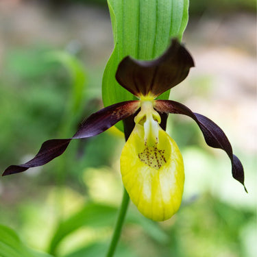 Cypripedium Calceolus
