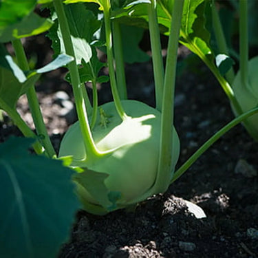 Kohlrabi