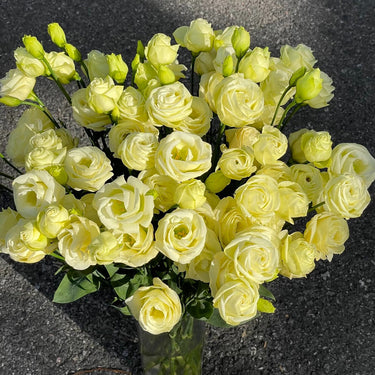 Lisianthus Seeds-Cream Yellow