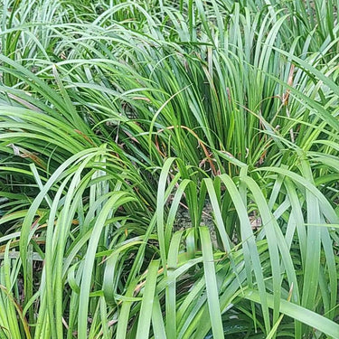 Lemongrass Herb