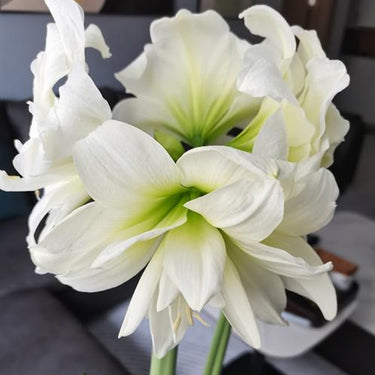 Hippeastrum Seeds-Lemon Sorbet