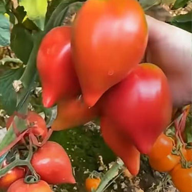 Mango Honey Tomato Seeds