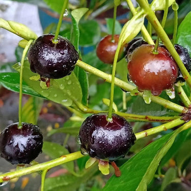 Currant, Consort Black