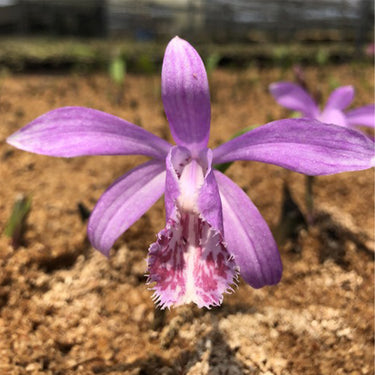 Orchid-Pleione Bulbocodioides