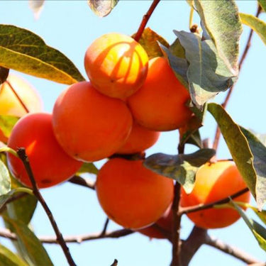 Persimmon Tree – Diospyros Hachiya Fruit Seeds – Tall Potted Plant Great for Containers