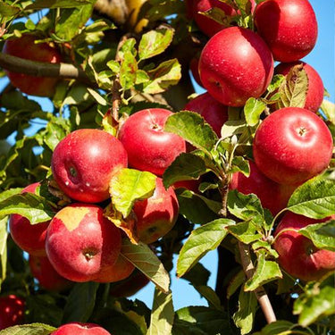 Miniature Apple Tree Seed – High Yield Flourishing Perfect for Container