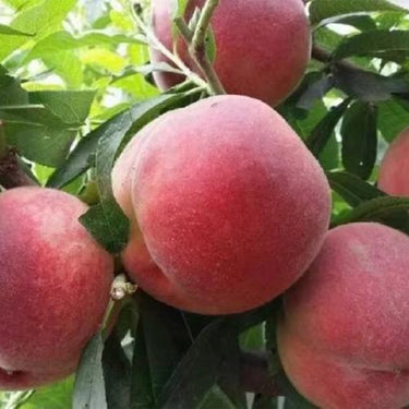 Dwarf Peach Fruit Tree – Indoor or Outdoor