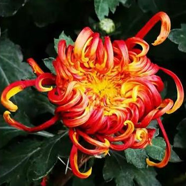Hardy Four-Season Chrysanthemum Seeds - Orange-Yellow