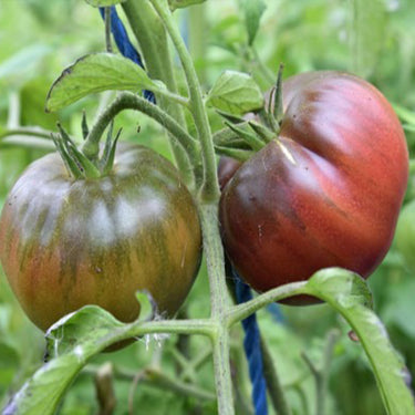 Black Pearl Tomato