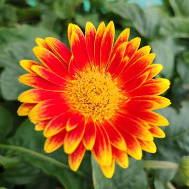 Zinnia Seeds-Fire Dance