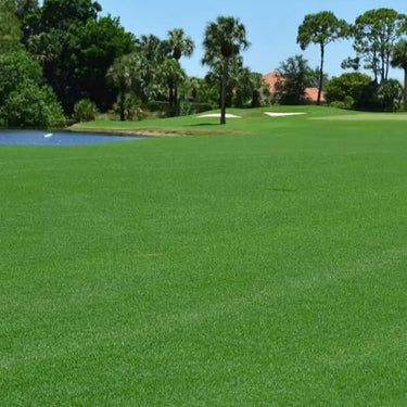 Bermuda Grass Seed
