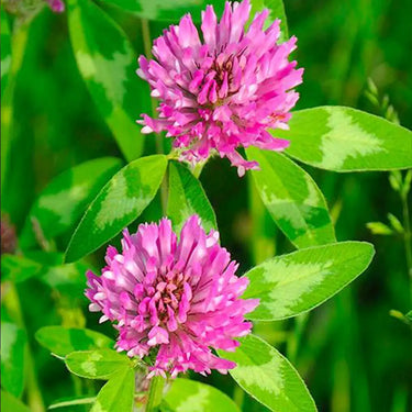 Red Clover Seed