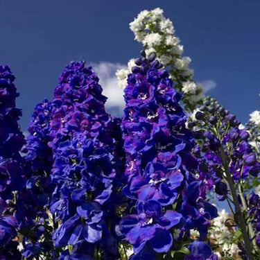 Delphinum Seeds-Guardian Blue