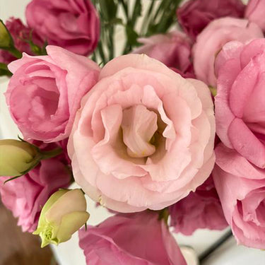 Lisianthus Seeds – Sweet Serenade