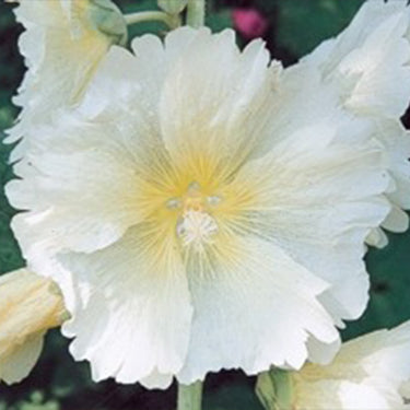 Hollyhock Seeds-Halo White