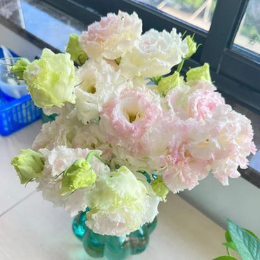 Lisianthus Seeds-Butterfly Coat