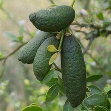 Finger Lime