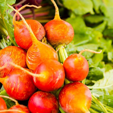 Gold Beetroot Seeds
