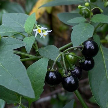 Black Nightshade