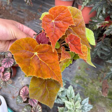Begonia 'Autumn Ember'