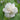 Hibiscus Seeds-Drunken Cotton Rose