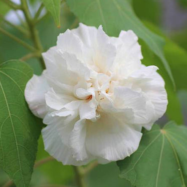 Hibiscus Seeds-Drunken Cotton Rose