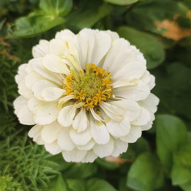 Zinnia Seeds-White Park