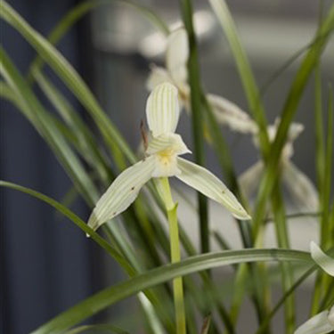 Cymbidium Goeringii Var. Longibracteatum