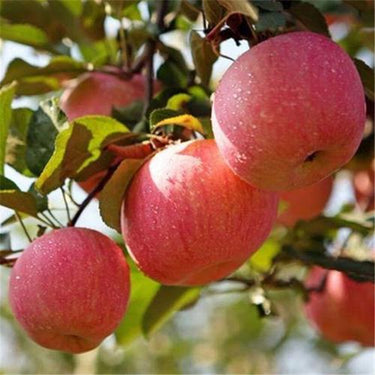 Red Apple Seed – Large Perennial Outdoor Indoor Giant Bush
